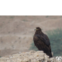 گونه عقاب صحرایی Aquila nipalensis